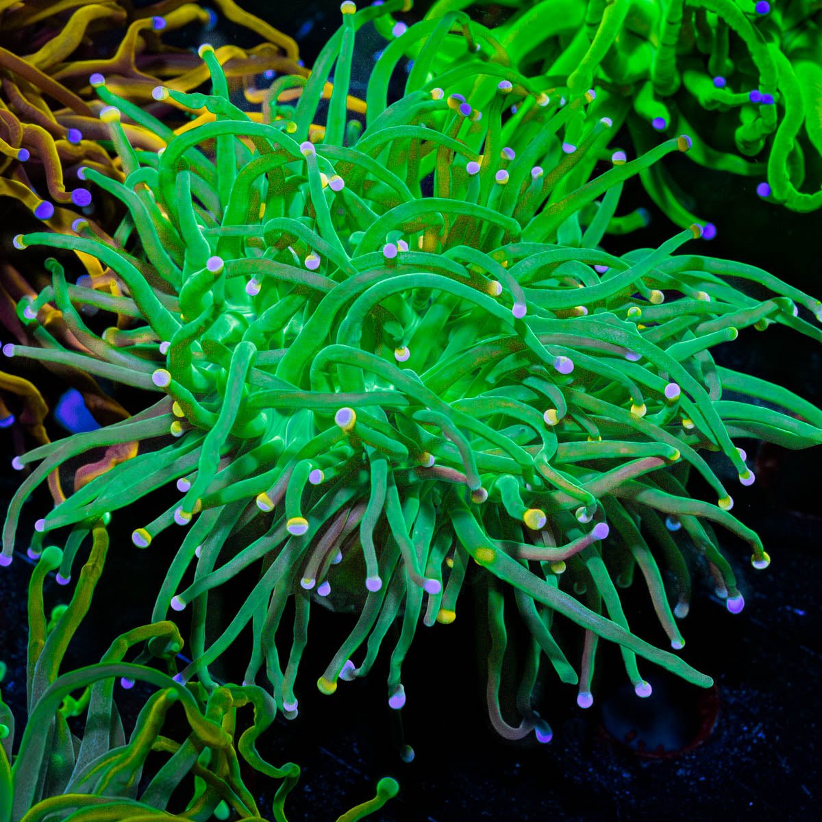 Cotton Candy Torch - riptide aquaculture llc