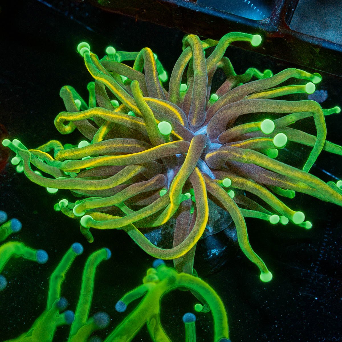 Dragon Soul Torch - riptide aquaculture llc