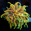 Blow Torch - riptide aquaculture llc