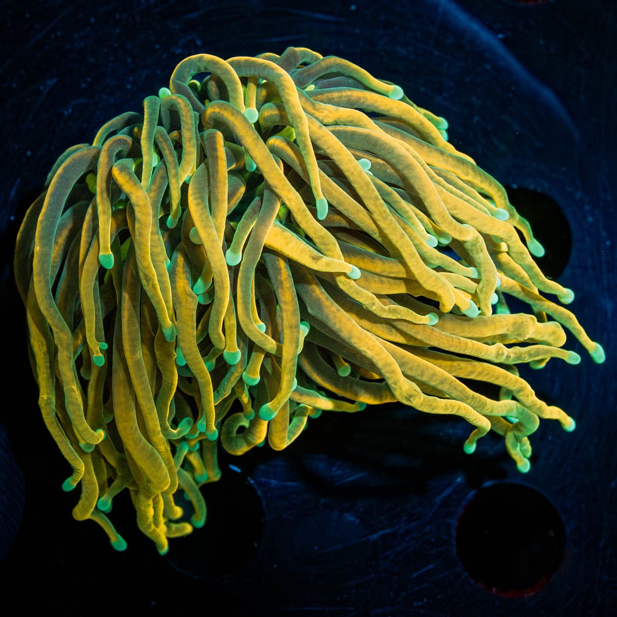 Blow Torch - riptide aquaculture llc