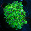 NEON Green frogspawn - riptide aquaculture llc