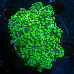 NEON Green frogspawn - riptide aquaculture llc