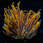 Gold Torch - riptide aquaculture llc