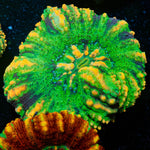 Ultra Button Scoly - riptide aquaculture llc