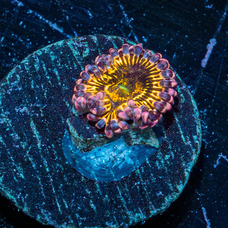 Stratosphere Zoanthid