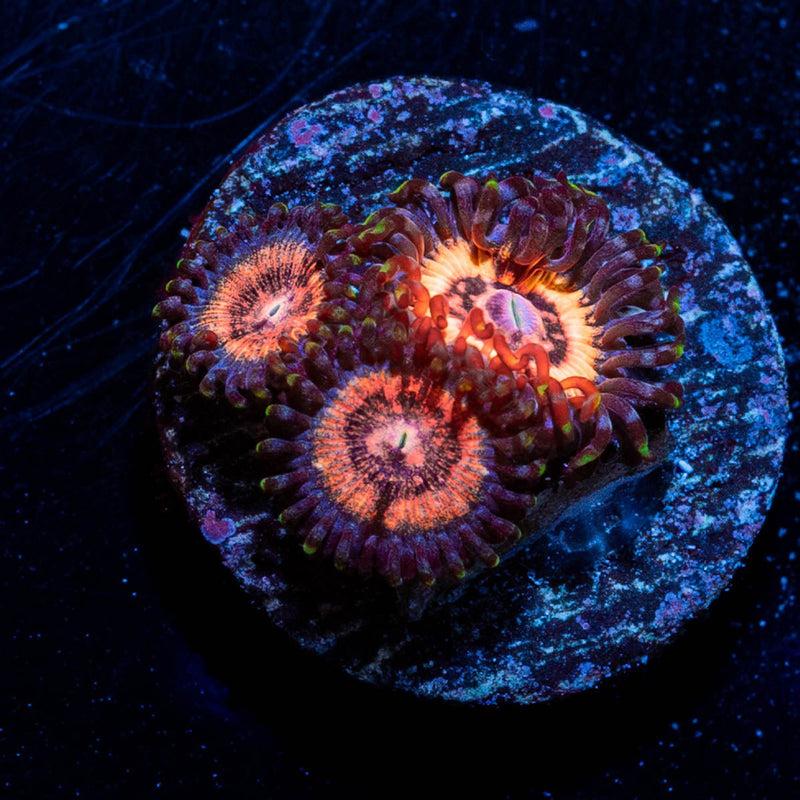 Valkarys Zoanthids
