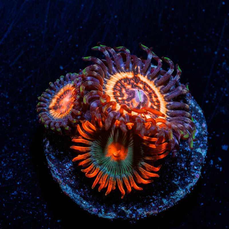 Valkarys Zoanthids