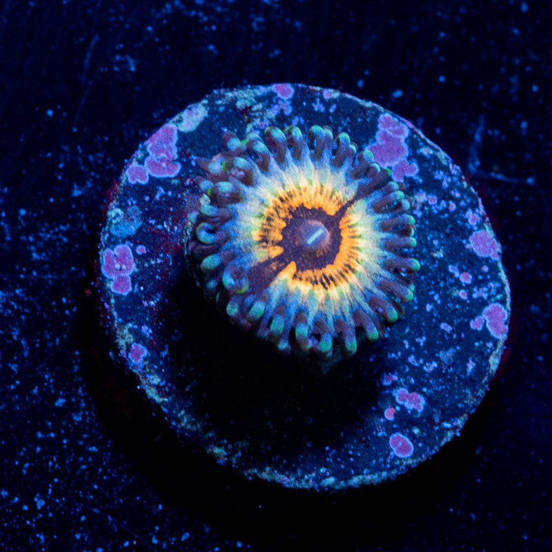 Sonic Flyers Zoanthid
