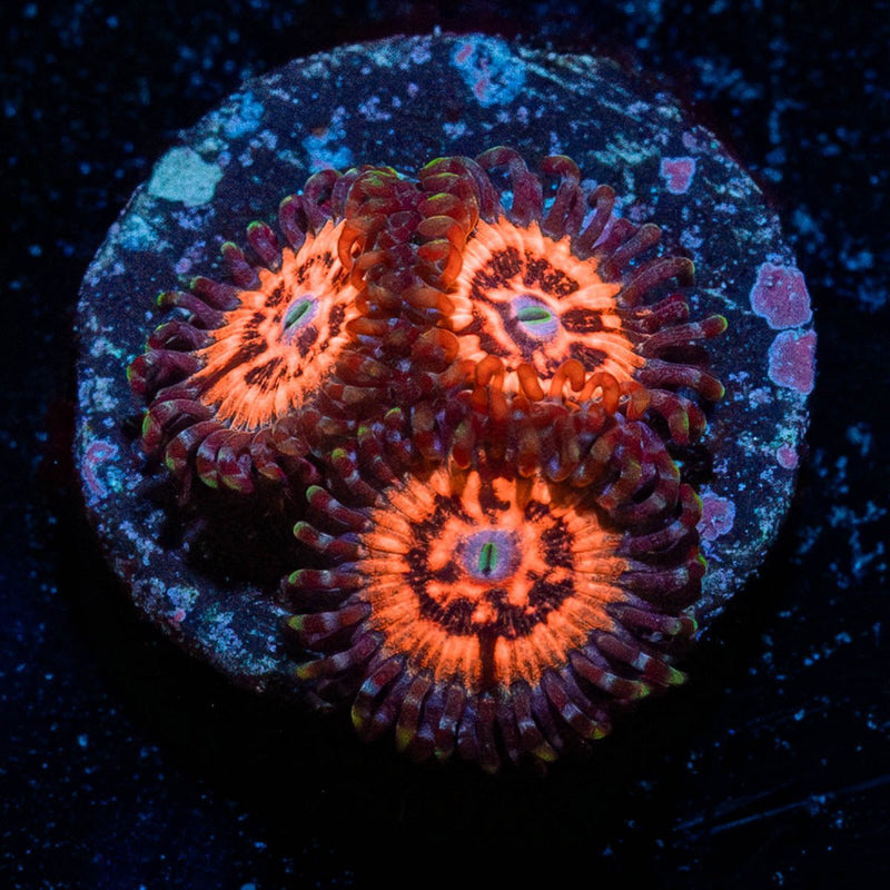 VAlkyries Zoanthid