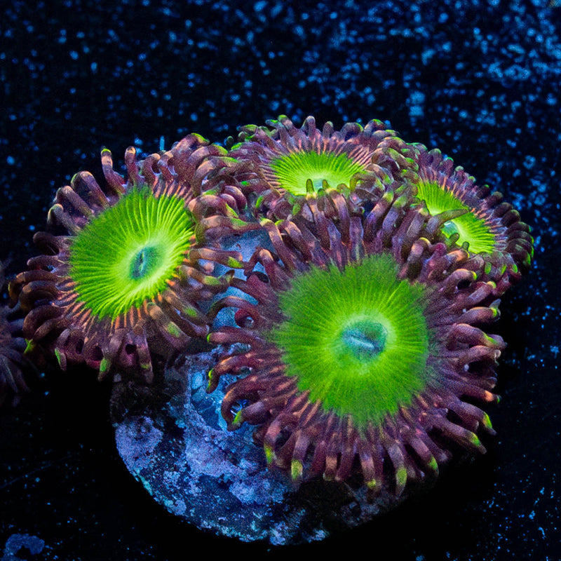 Candy Apple Greens Zoanthid