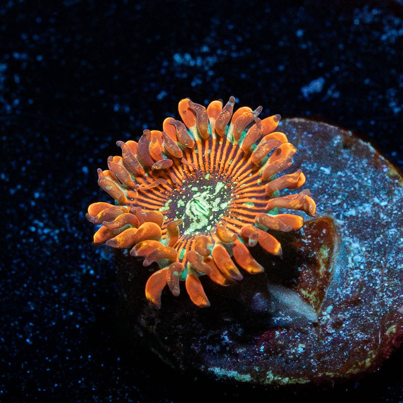 Dark Magician Zoanthid