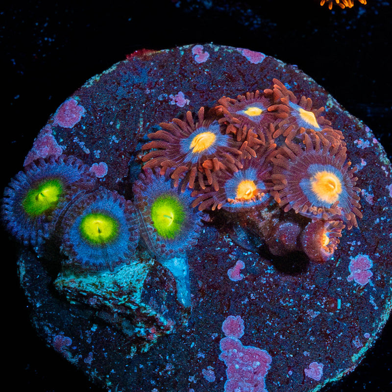 Zoanthid Combo Plug