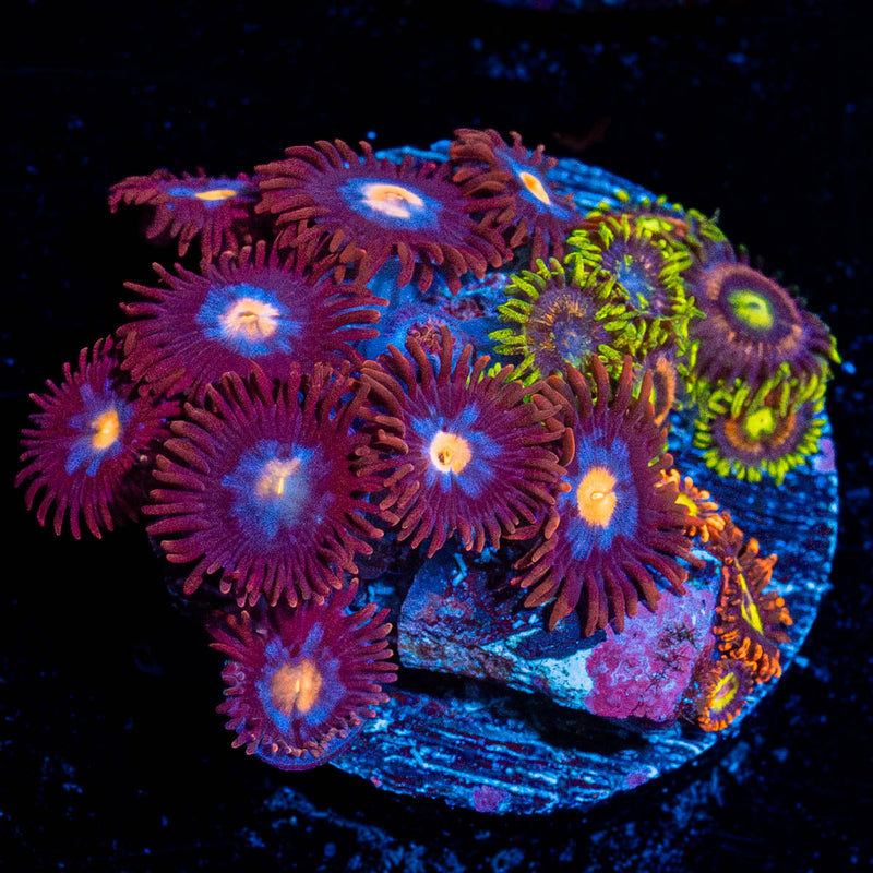 Zoanthid Combo Plug