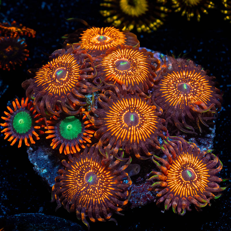Aztec Warrior Zoanthid