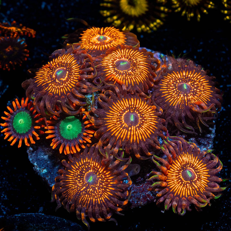Aztec Warrior Zoanthid