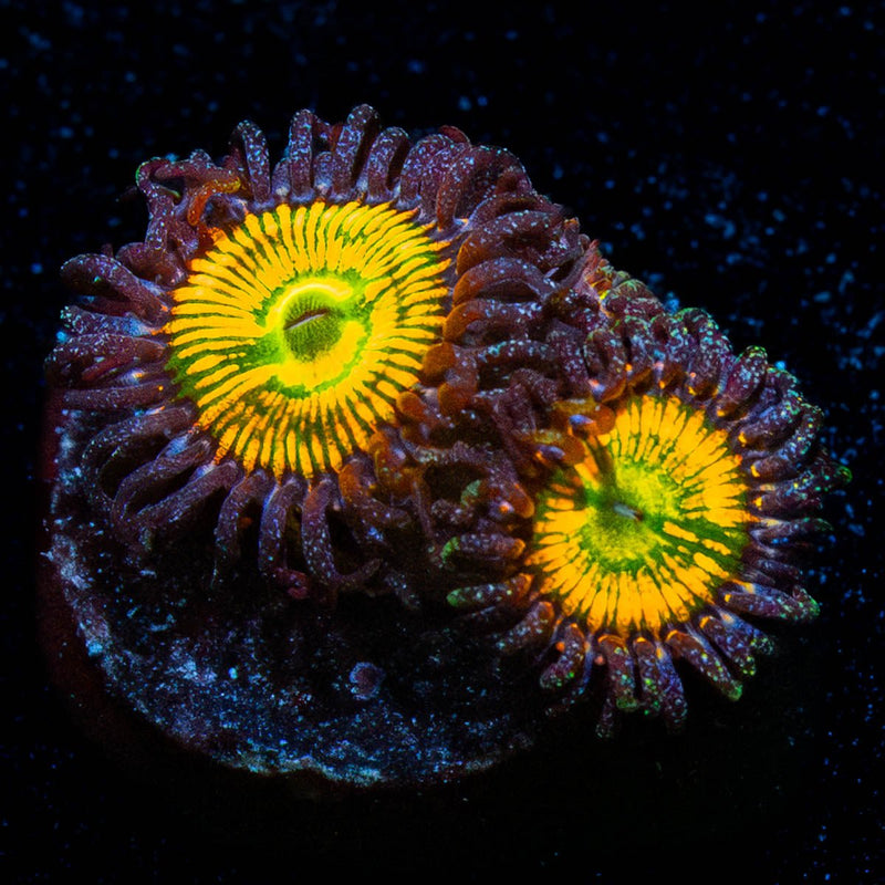 Sunny D Zoanthid