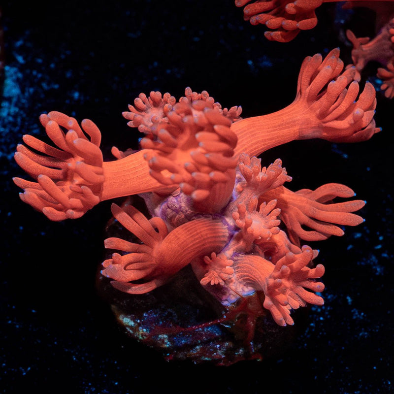 Red Goniopora