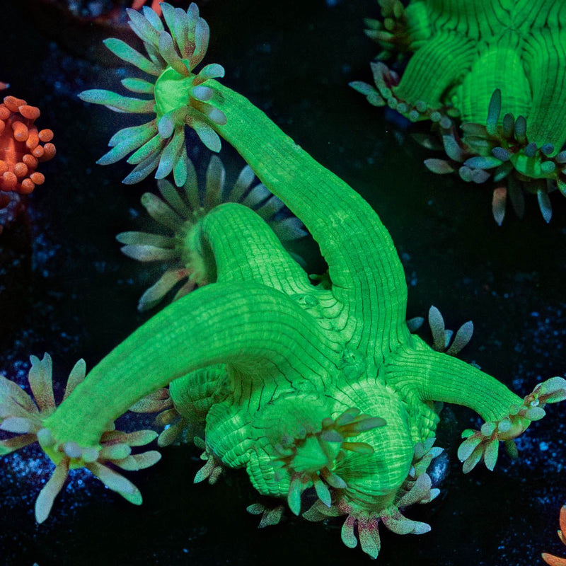 Bubble Toes Goniopora