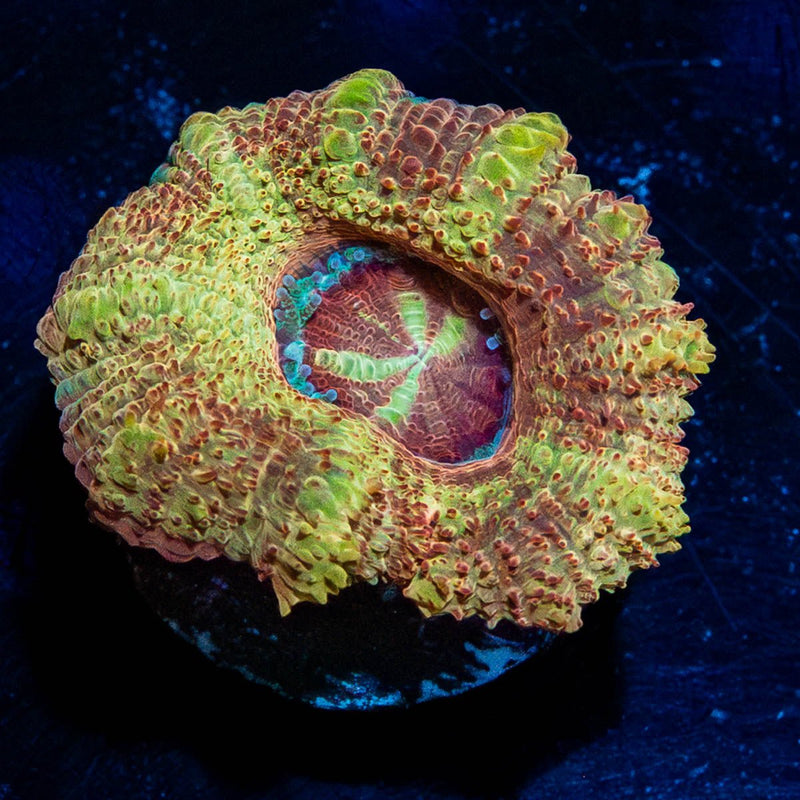 Wolverine Asian Acan