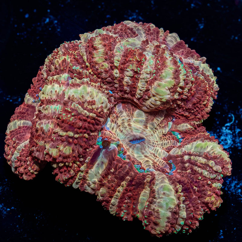 Red Panda Asian Acan