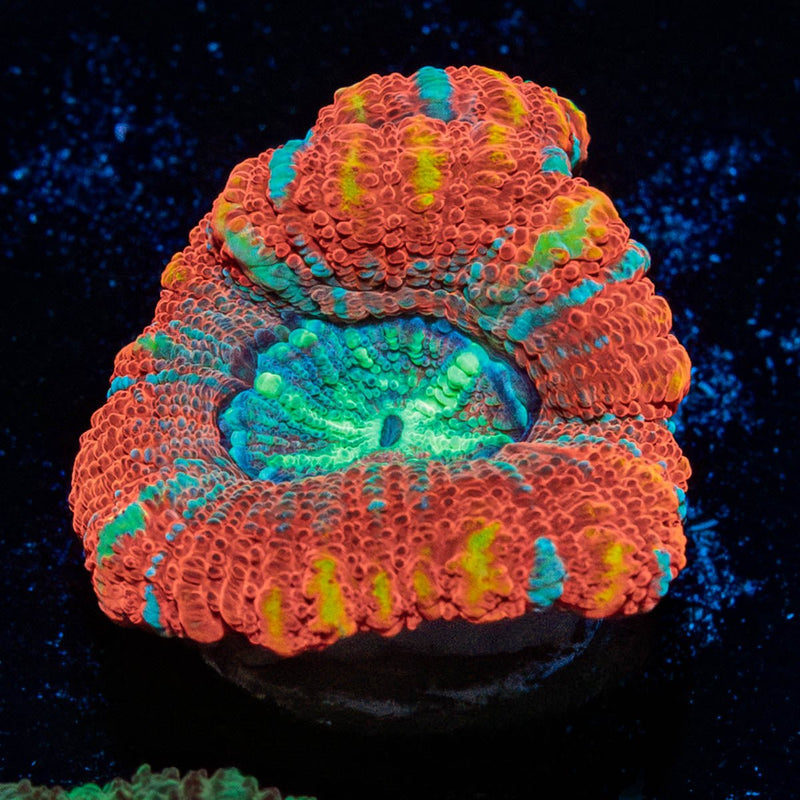 Sour Patch Asian Acan