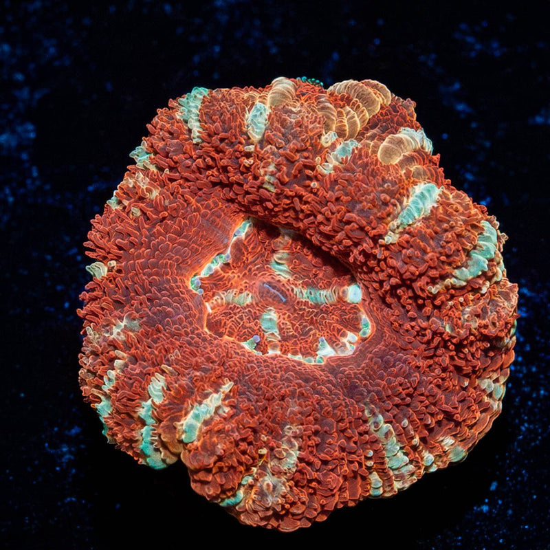 Blood Moon Asian Acan