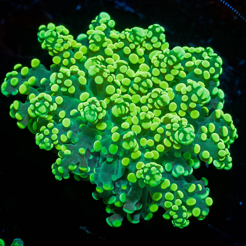 Toxic Green OctoSpawn