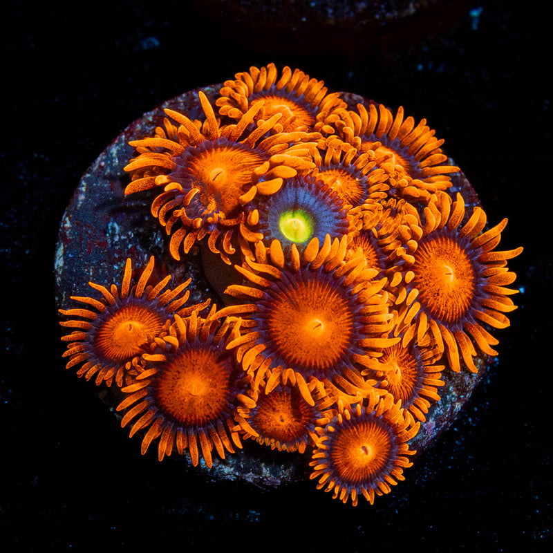 LG Bam Bam Zoanthid