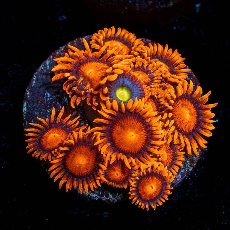 LG Bam Bam Zoanthid