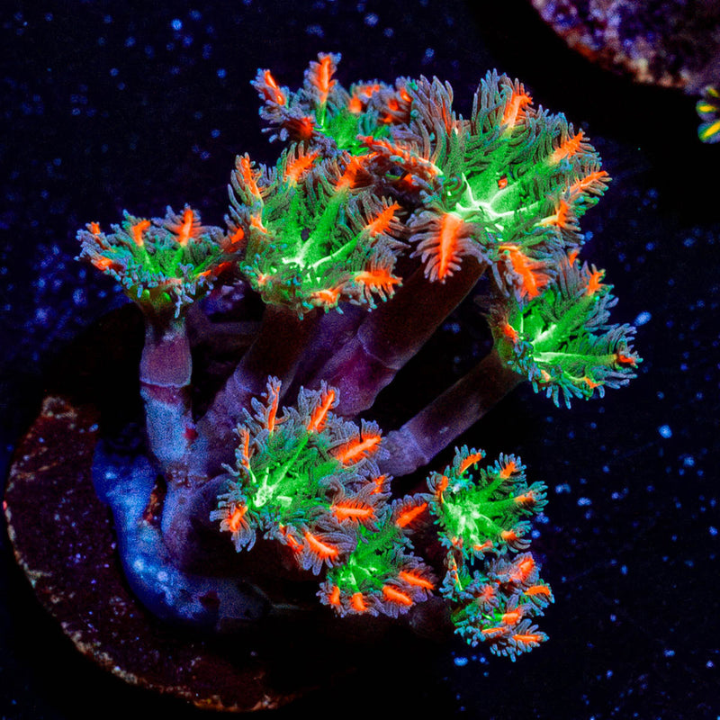 ARC FireWork Clove Polyps