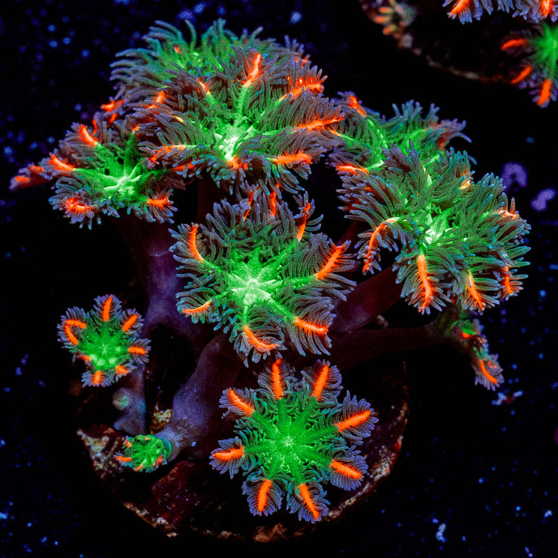 ARC FireWork Clove Polyps