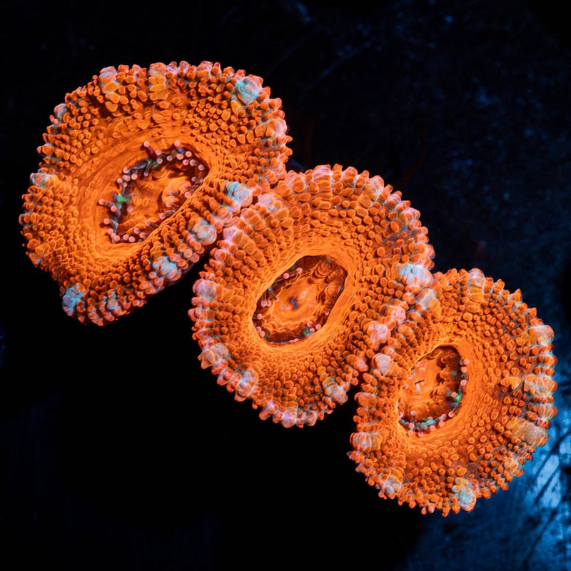 Acan / Micromussa