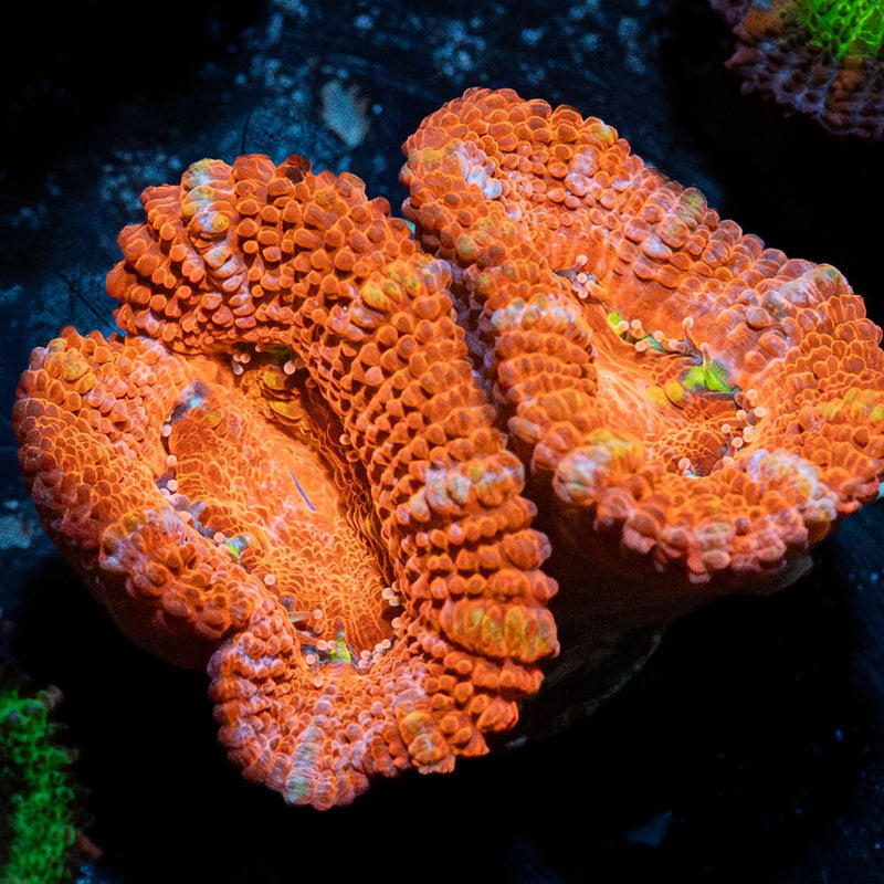 Acan / Micromussa