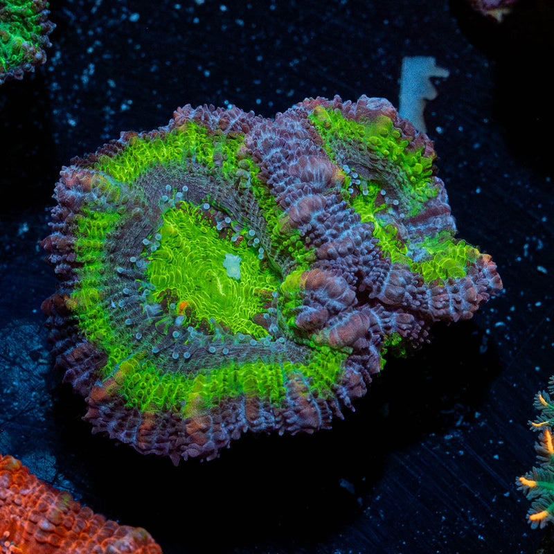 Acan / Micromussa