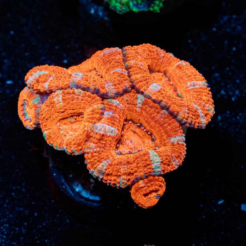 Acan / Micromussa