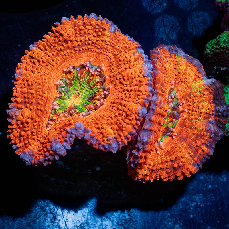 Acan / Micromussa