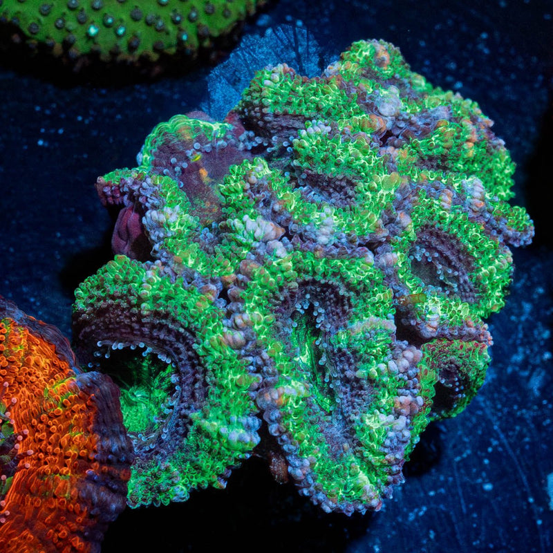 Acan / Micromussa