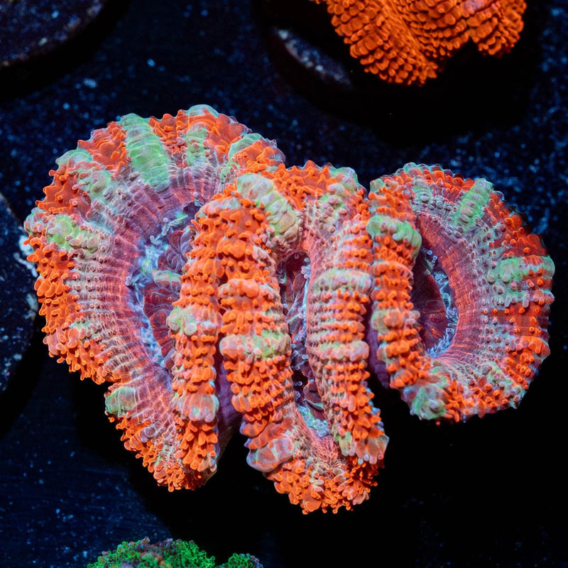Acan / Micromussa