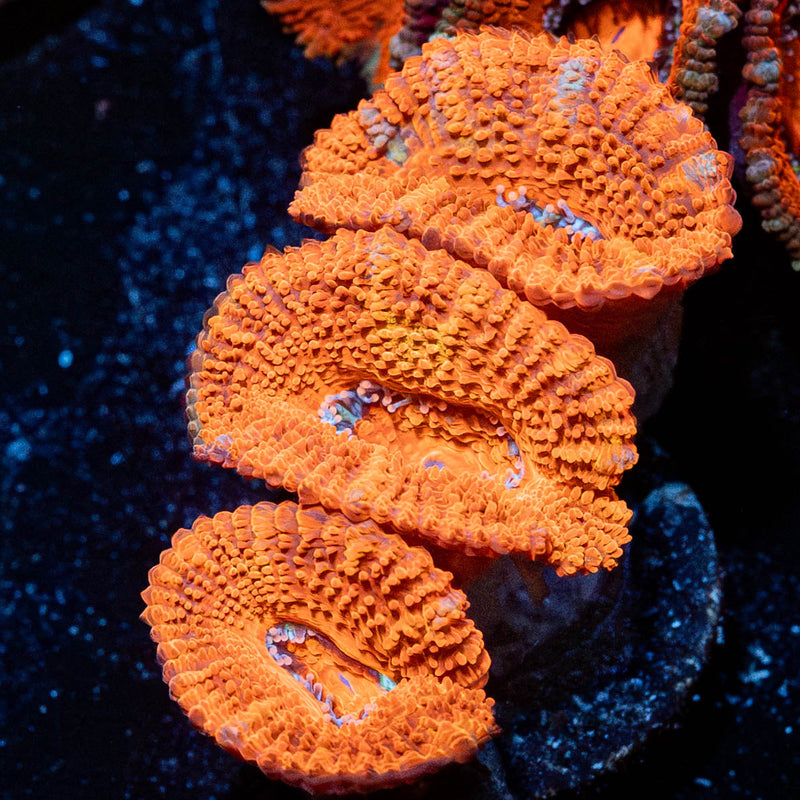 Acan / Micromussa
