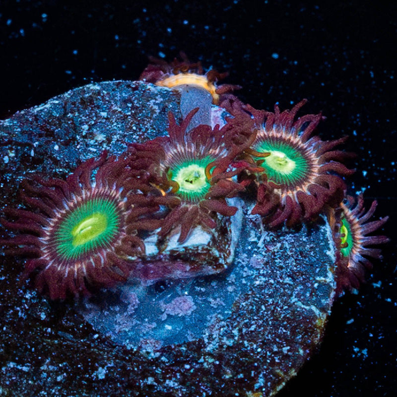 Pink PLasma Zoanthid