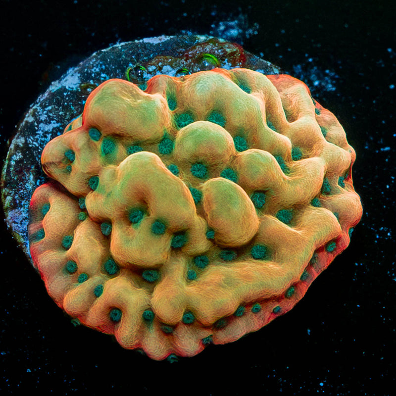 Kung Pow Montipora