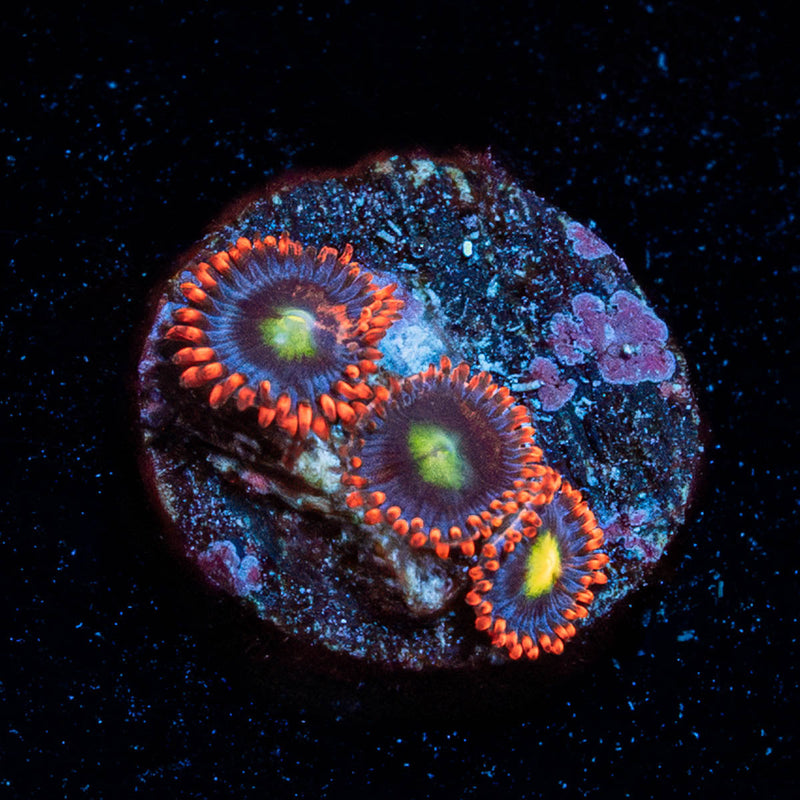 Fire and ice Zoanthid