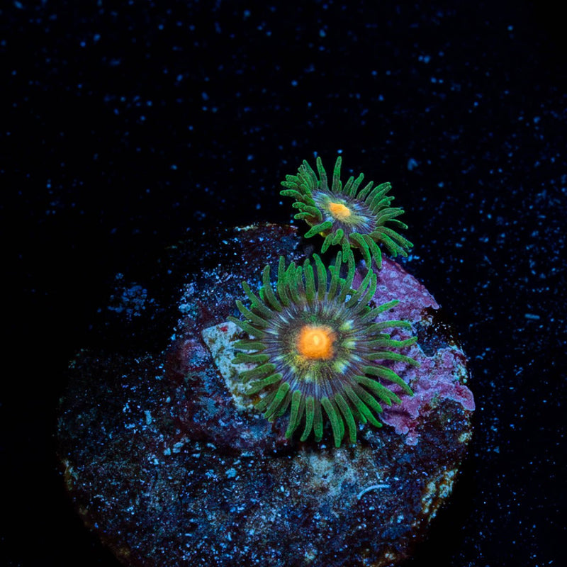 Daisy Cutters Zoanthid