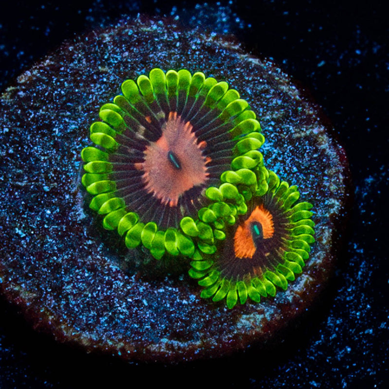 Pink Plasma Zoanthid