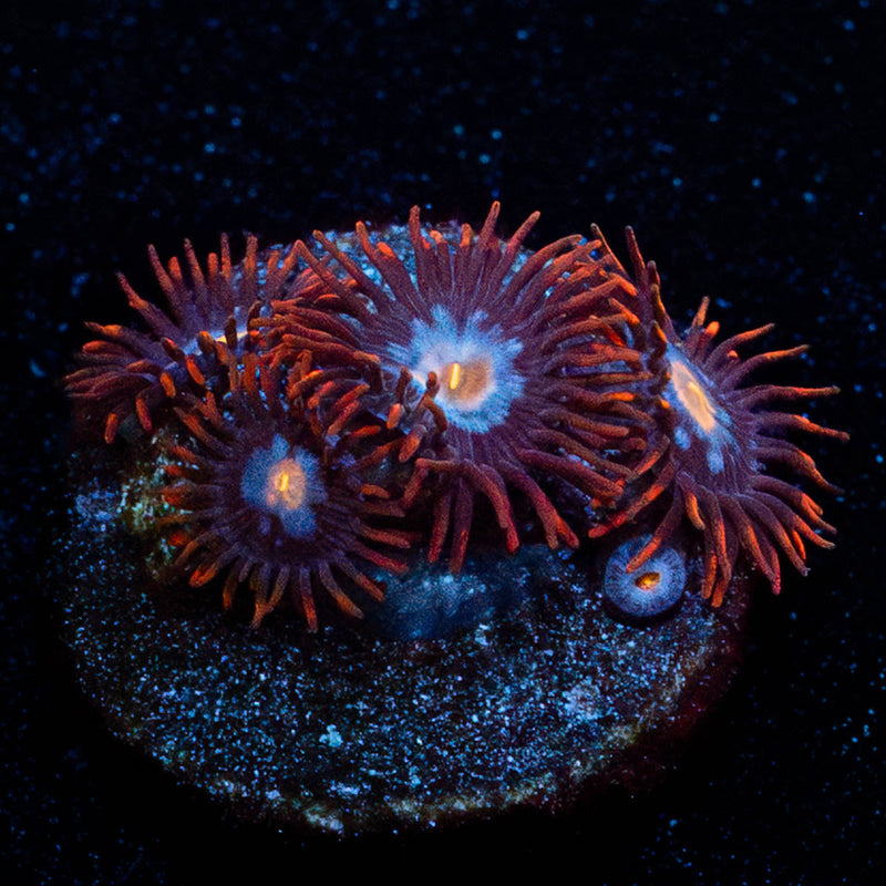 Stitches Zoanthid