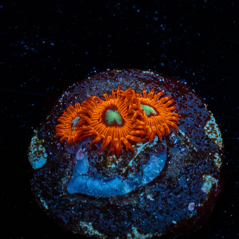 Charmander Zoanthid