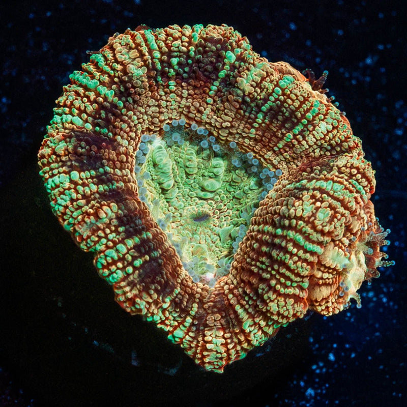 Sahara sunset Asian Acan