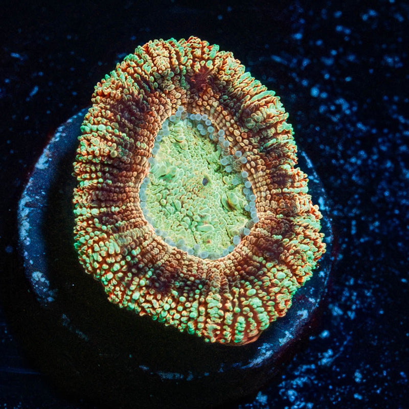 Sahara sunset Asian Acan