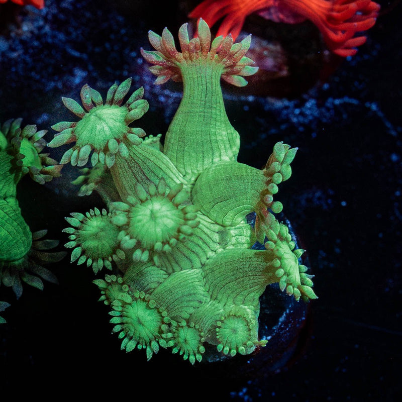 Bubble Toes Goniopora