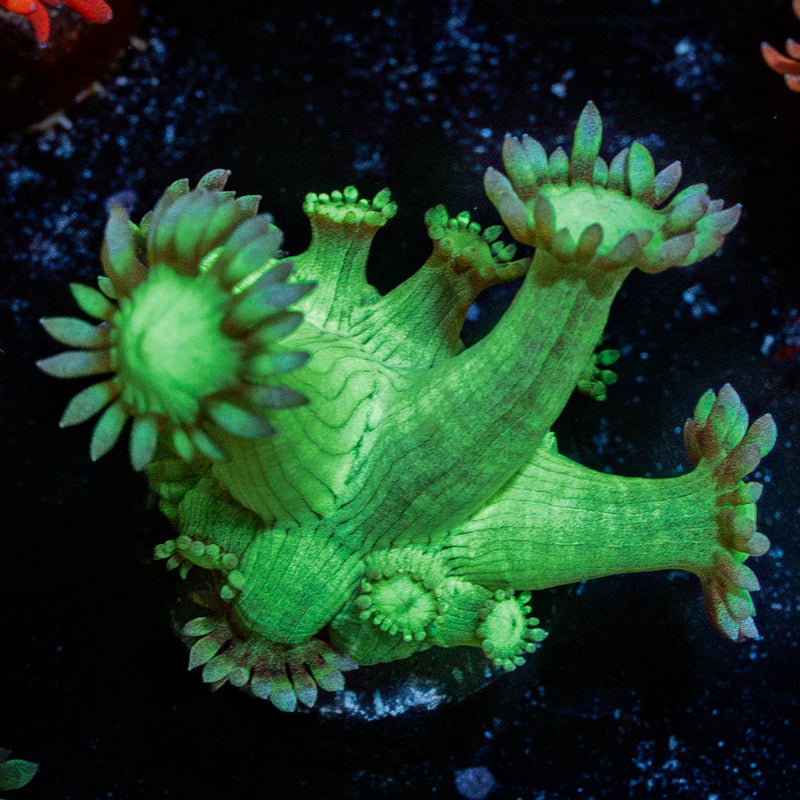 Bubble Toes Goniopora